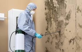 Best Black Mold Removal  in Meadow Vista, CA